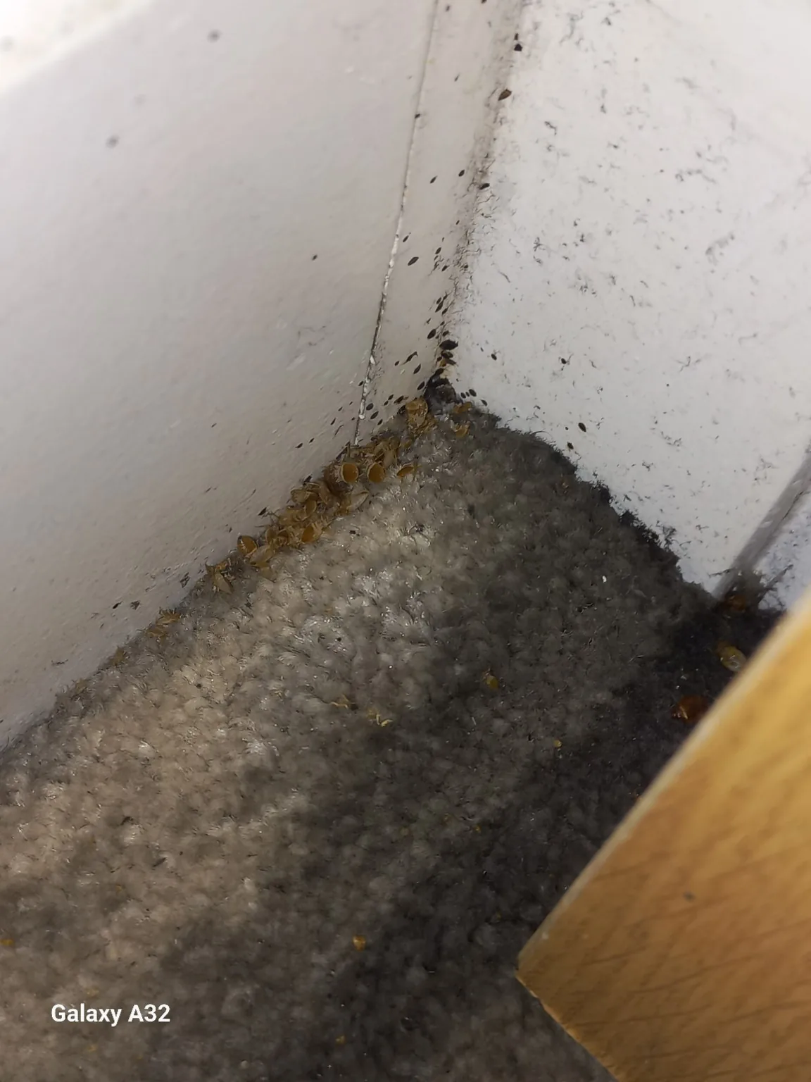 Heavy bed bug harbourage evidence