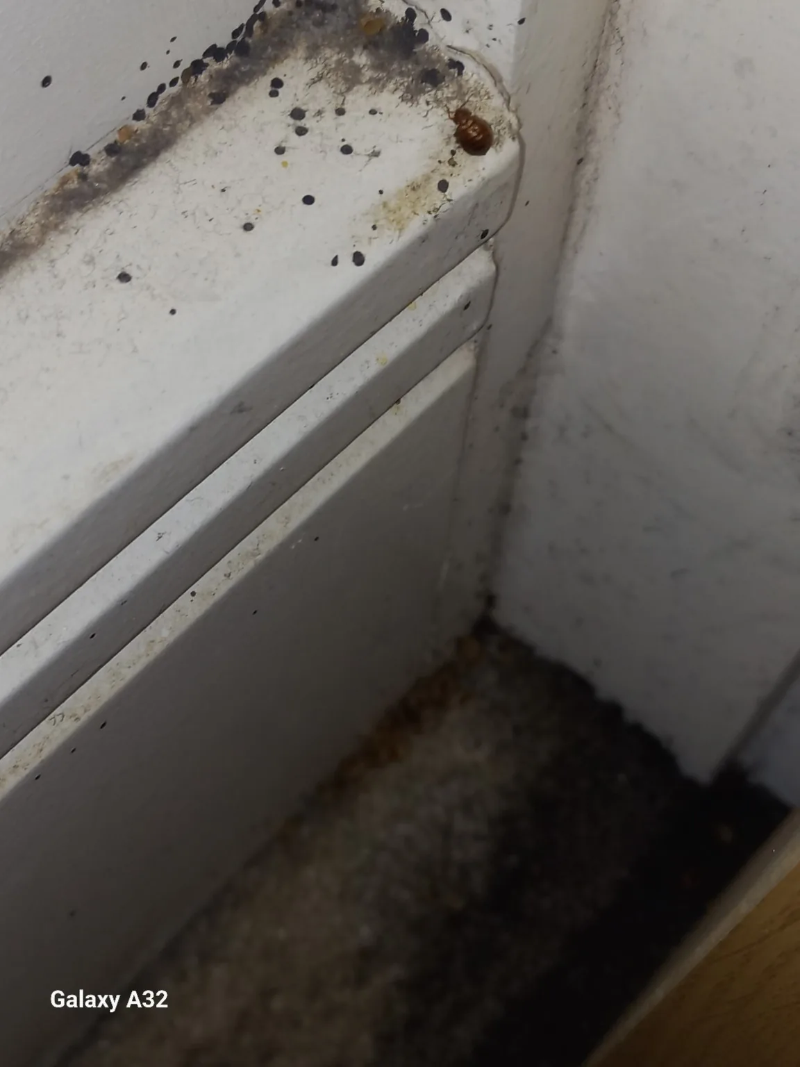 Bed bug spotting and harbourage evidence