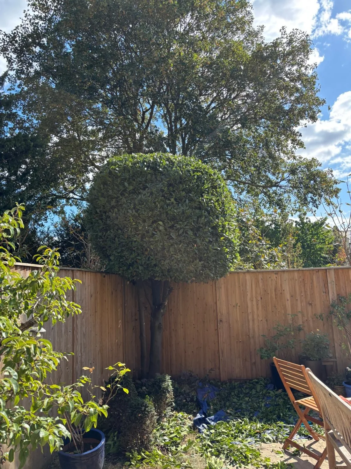 Tree Shaping after
