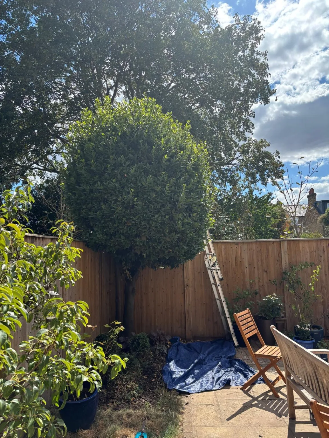 Tree Shaping before