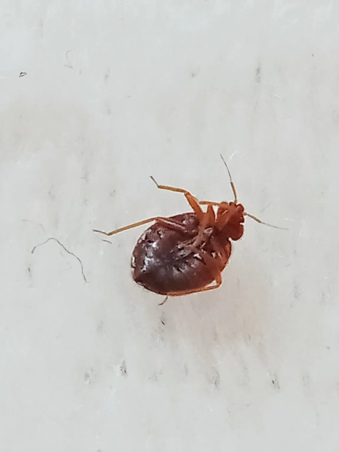 Bed bug identification